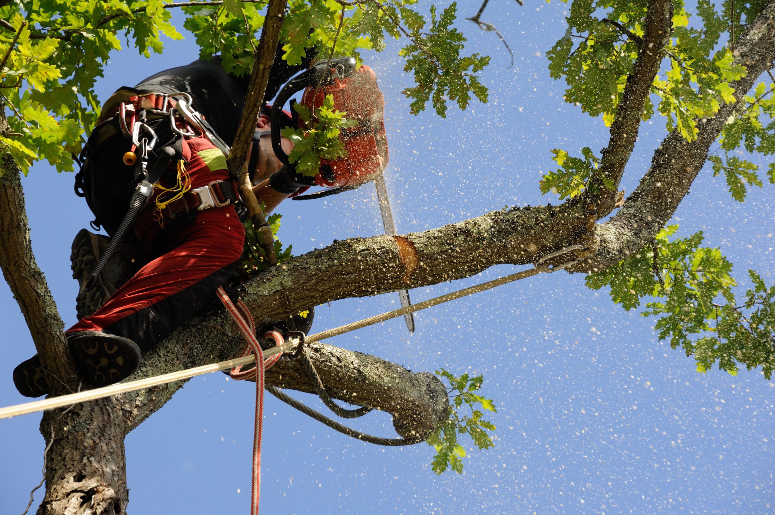 Élagage Caen arbre professionnel avec une tronçonneuse